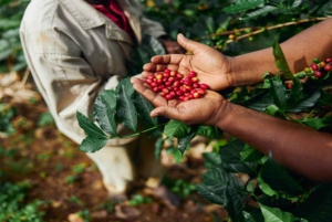 Visita a uma fazenda de café (Fairview)