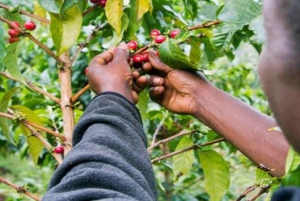 Visita a uma fazenda de café (Fairview)