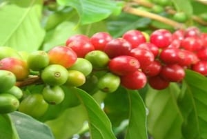 Visita a uma fazenda de café (Fairview)