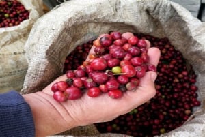 Visita a uma fazenda de café (Fairview)