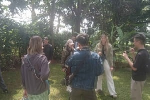 Coffee Farm Tour (Fairview)