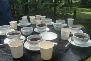 Visita a uma fazenda de café (Fairview)