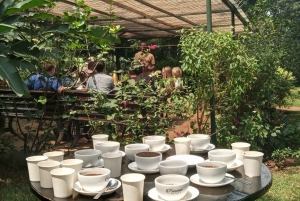 Visita a uma fazenda de café (Fairview)