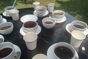 Visita a uma fazenda de café (Fairview)