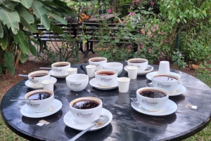 Visita a uma fazenda de café (Fairview)