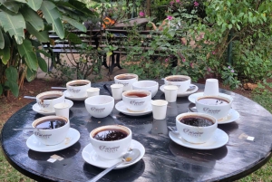 Coffee Farm Tour (Fairview)