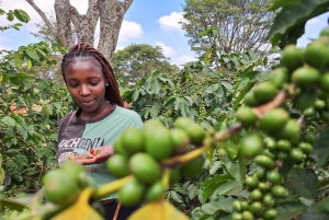 Coffee Farm Tour (Fairview)