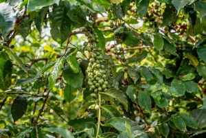 Coffee Farm Tour (Fairview)