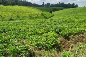 Coffee farm tour in nairobi with free pickup & drop off.