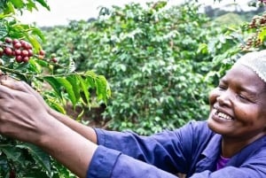 Coffee farm tour in nairobi with free pickup & drop off.
