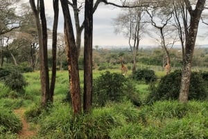 Coffee farm Village and Factory half day tour in Nairobi.