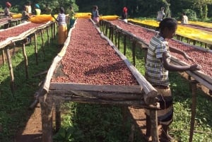 Fair view coffee farm and Factory half day tour in Nairobi.
