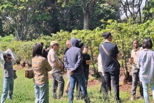 Nairobi: Fairview-Kaffeefarm-Tour mit Abholung