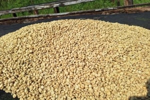 Nairobi: Fairview-Kaffeefarm-Tour mit Abholung