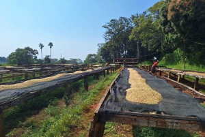 Nairobi: Fairview-Kaffeefarm-Tour mit Abholung