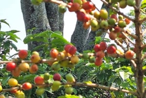 Nairobi: Fairview-Kaffeefarm-Tour mit Abholung