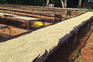 Nairobi: Fairview-Kaffeefarm-Tour mit Abholung