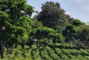Nairobi: Fairview-Kaffeefarm-Tour mit Abholung