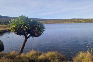 Conquiste o Monte Quénia: Trekking no Monte Quénia via Chogoria 4-5 dias
