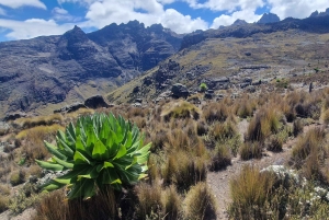 Conquiste o Monte Quénia: Trekking no Monte Quénia via Chogoria 4-5 dias