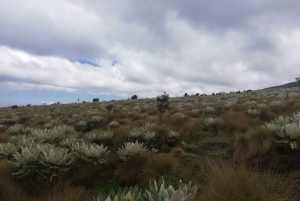 Conquer Mt. Kenya