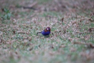 Dagstur til Crater Lake Game Sanctuary og Lake Naivasha