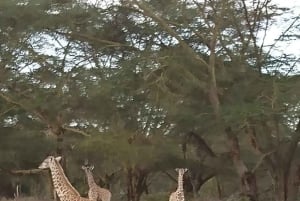 Dagstur til Crater Lake Game Sanctuary og Lake Naivasha