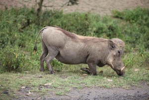 Dagstur til Crater Lake Game Sanctuary og Lake Naivasha