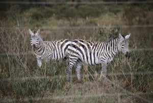 Dagstur til Crater Lake Game Sanctuary og Lake Naivasha