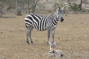Dagstur til Crater Lake Game Sanctuary og Lake Naivasha