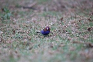 Excursión de 1 día al santuario de animales del lago del cráter y al lago Naivasha