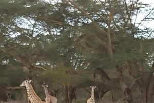 Excursión de 1 día al santuario de animales del lago del cráter y al lago Naivasha