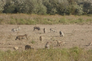 Excursión de 1 día al santuario de animales del lago del cráter y al lago Naivasha