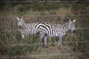 Excursión de 1 día al santuario de animales del lago del cráter y al lago Naivasha