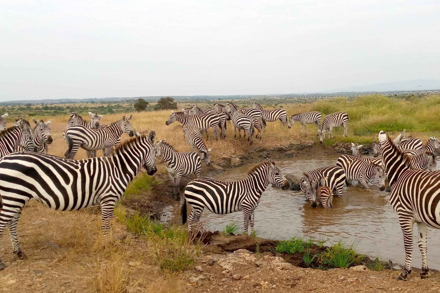 Crescent Island And Boat Ride Day Trip