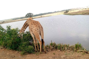 Gita di un giorno a Crescent Island e giro in barca