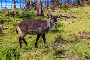 Wyspa Crescent i jezioro Naivasha: safari piesze