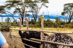 Wyspa Crescent i jezioro Naivasha: safari piesze