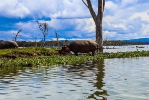 Wyspa Crescent i jezioro Naivasha: safari piesze