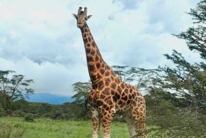 Diario Parque Nacional Hell's Gate Ciclismo en bicicleta eléctrica