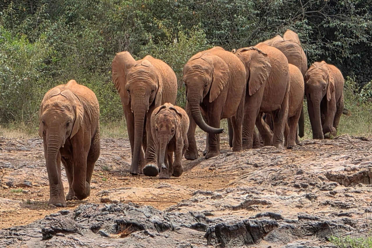 Daphne Sheldrick Elephant Orphanage & Giraffe Centre Tour