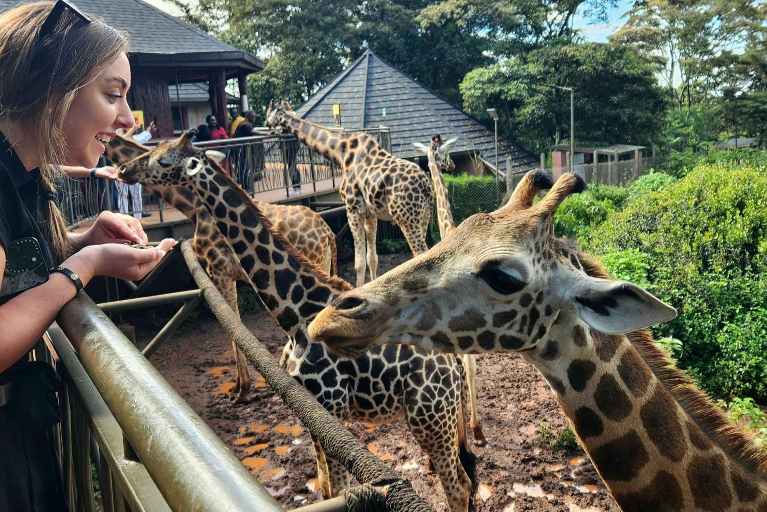 Daphne Sheldrick Elephant Orphanage & Giraffe Centre Tour