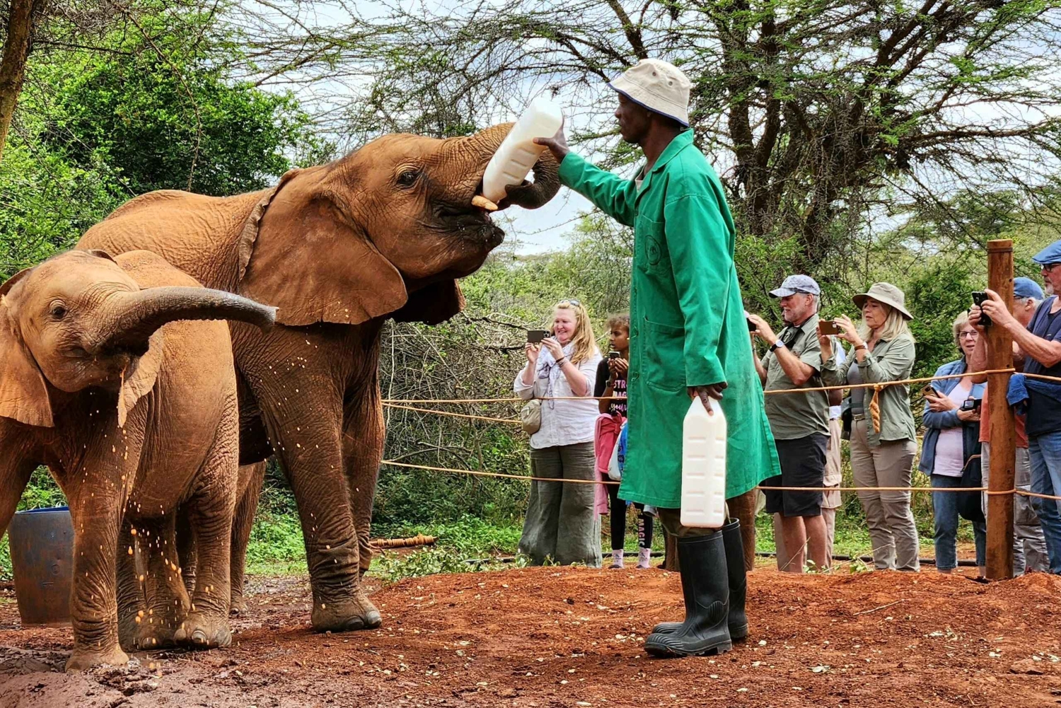 Daphne Sheldrick Elephant Orphanage & Giraffe Centre Tour
