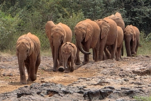 Daphne Sheldrick Elephant Orphanage & Giraffe Centre Tour