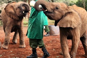 Daphne Sheldrick Elephant Orphanage & Giraffe Centre Tour