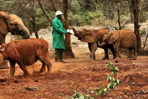 Daphne Sheldrick Elephant Orphanage & Giraffe Centre Tour