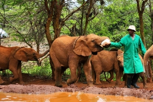 Daphne Sheldrick Elephant Orphanage & Giraffe Centre Tour