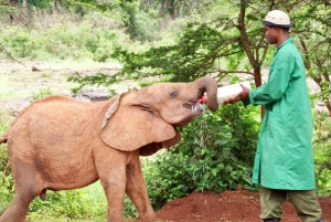 Daphne Sheldrick Elephant Orphanage & Giraffe Centre Tour
