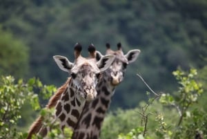 Dar es Salaam: 5-Day Wildlife and Culture Tanzania Safari