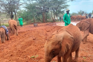 Visita al Orfanato de Elefantes y Centro de Jirafas David Sheldrick